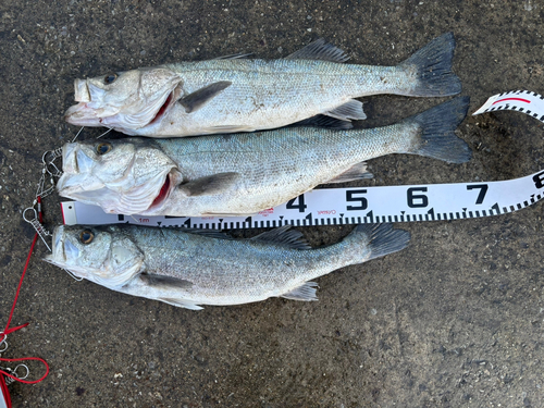 シーバスの釣果