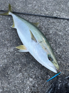 ブリの釣果