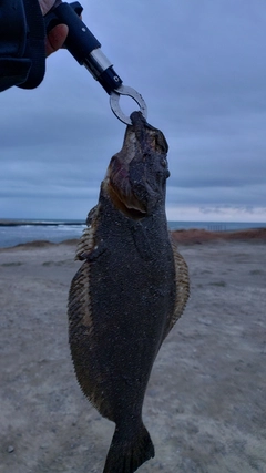 ヒラメの釣果