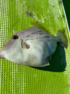 カワハギの釣果