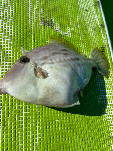 カワハギの釣果