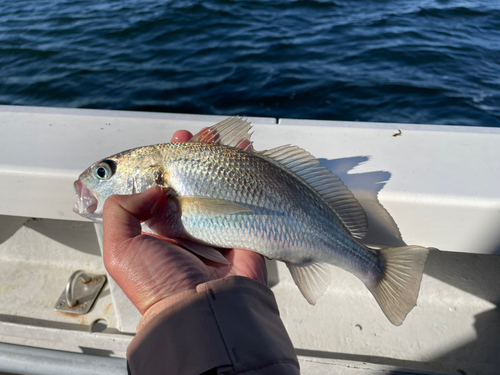 イシモチの釣果