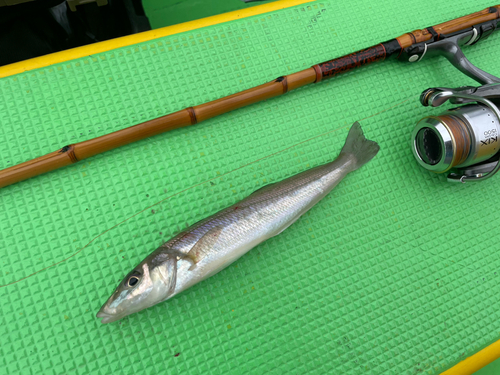 シロギスの釣果