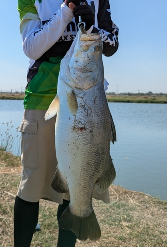 バラマンディの釣果