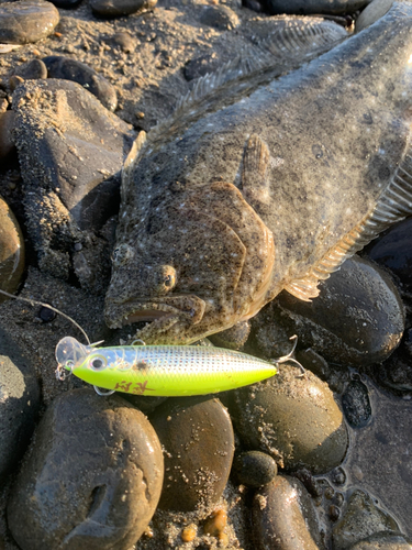 ヒラメの釣果