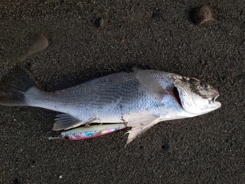 イシモチの釣果