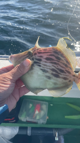 カワハギの釣果