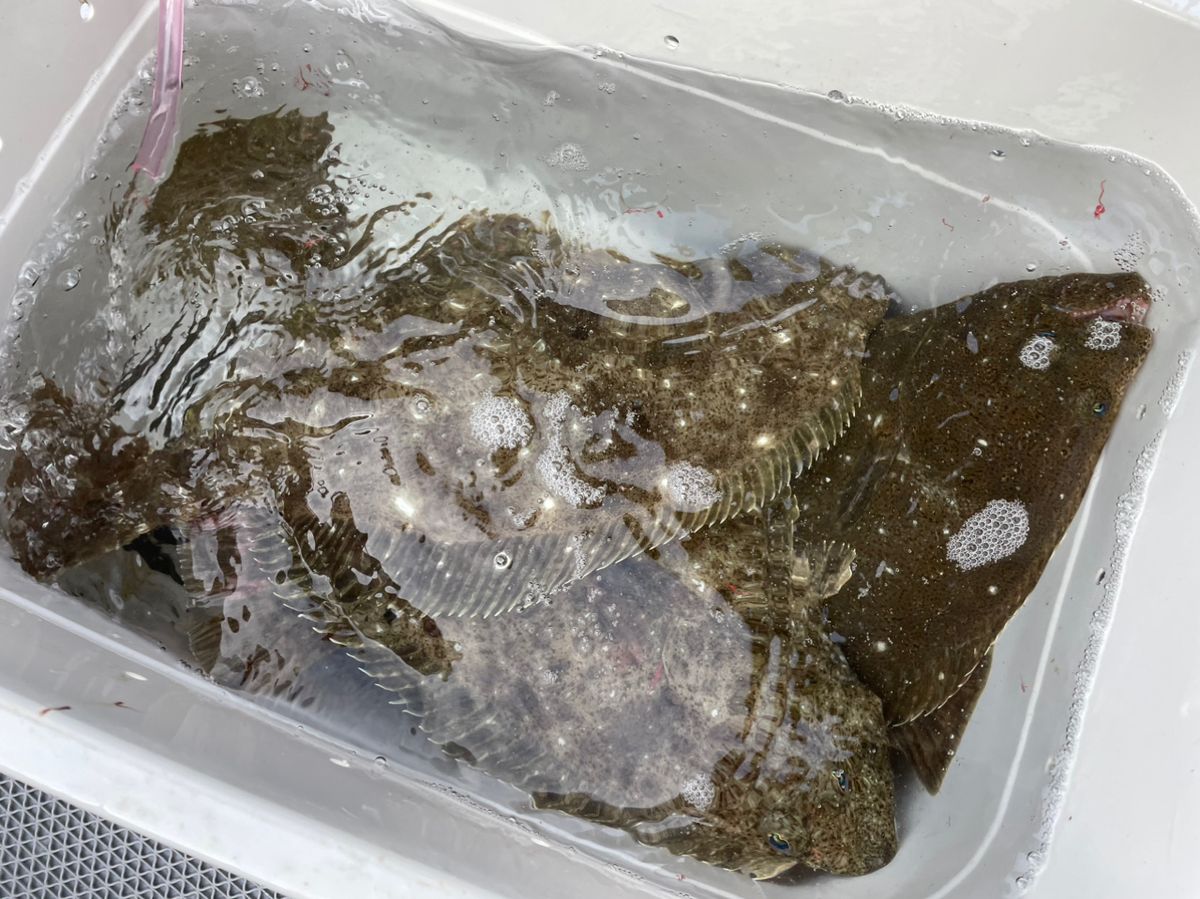 y.yoさんの釣果 2枚目の画像