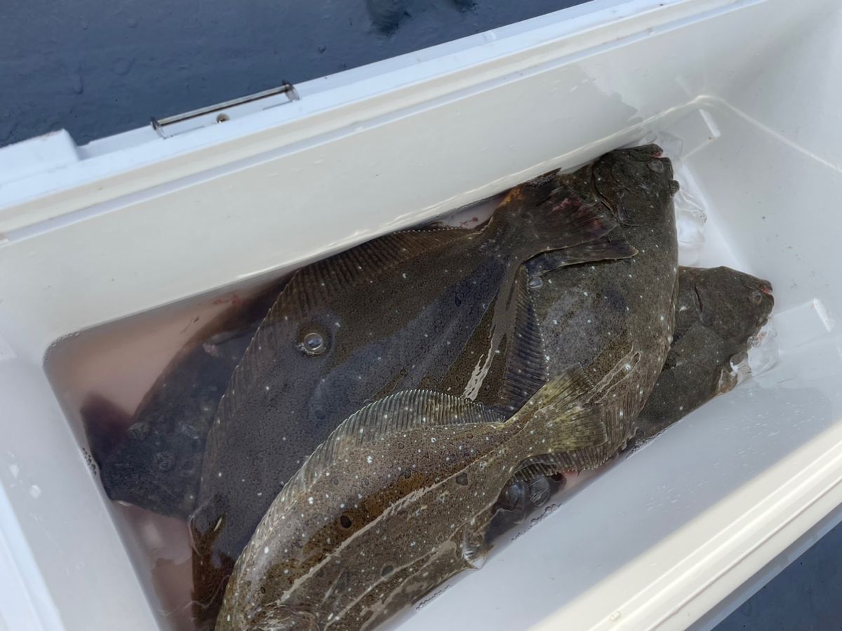 y.yoさんの釣果 3枚目の画像