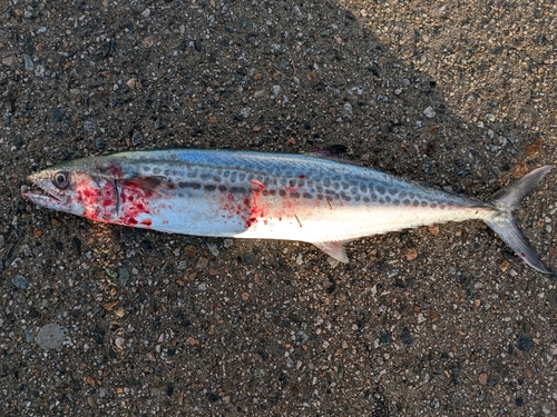 サゴシの釣果