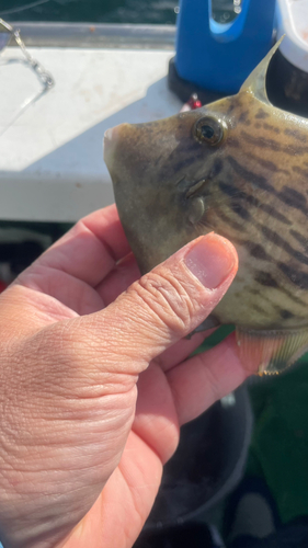 カワハギの釣果