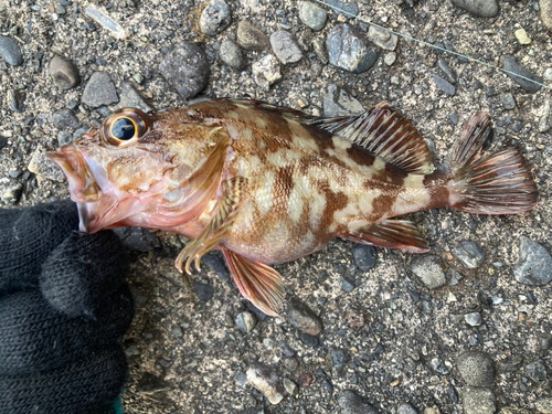 カサゴの釣果