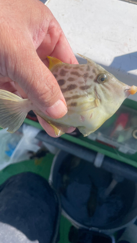 カワハギの釣果