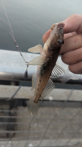 マハゼの釣果