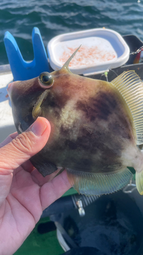 カワハギの釣果