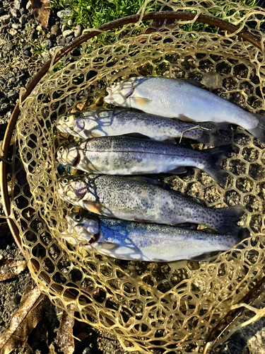 ニジマスの釣果