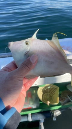 カワハギの釣果