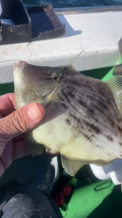 カワハギの釣果