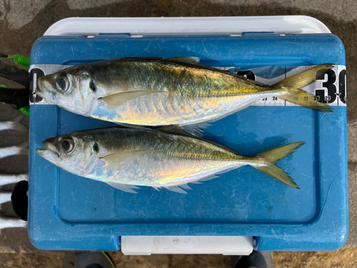 アジの釣果