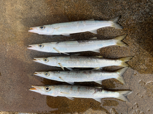 カマスの釣果