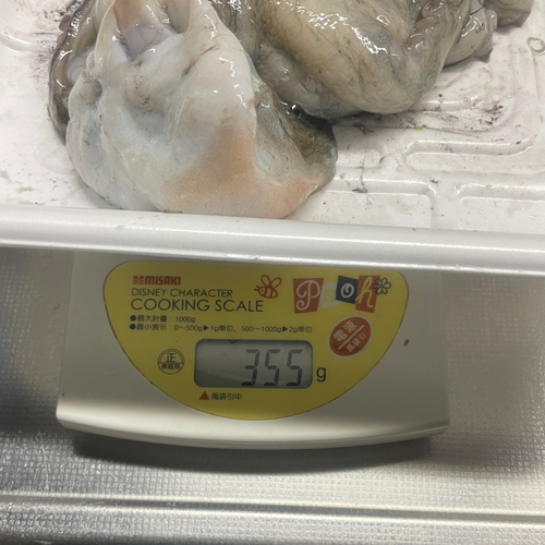 マダコの釣果