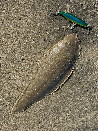 シタビラメの釣果