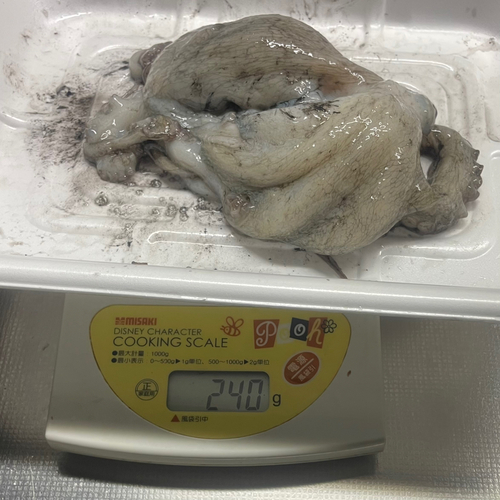 マダコの釣果