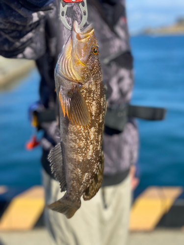 アイナメの釣果