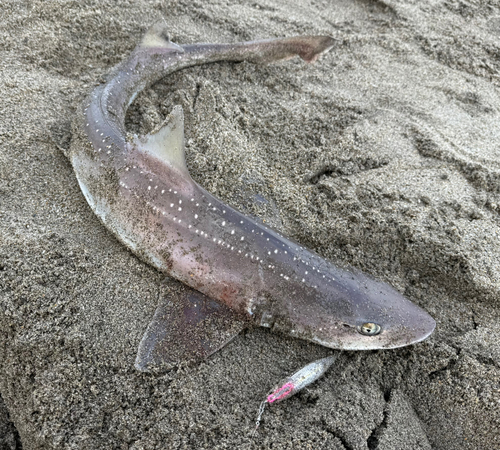 ホシザメの釣果