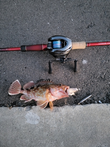 カサゴの釣果