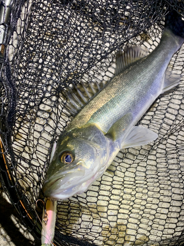 フッコ（マルスズキ）の釣果