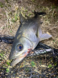 フッコ（マルスズキ）の釣果