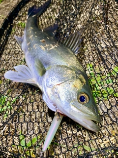 フッコ（マルスズキ）の釣果