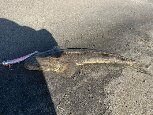 マゴチの釣果