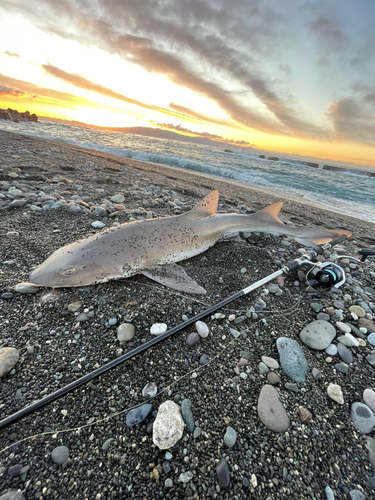 サメの釣果