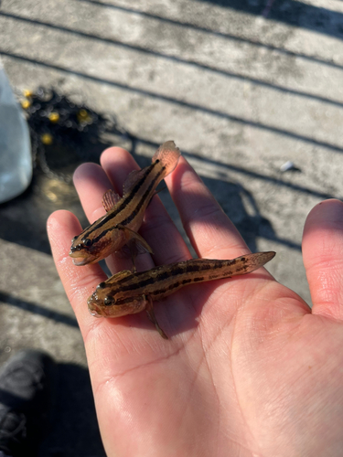 アカオビシマハゼの釣果