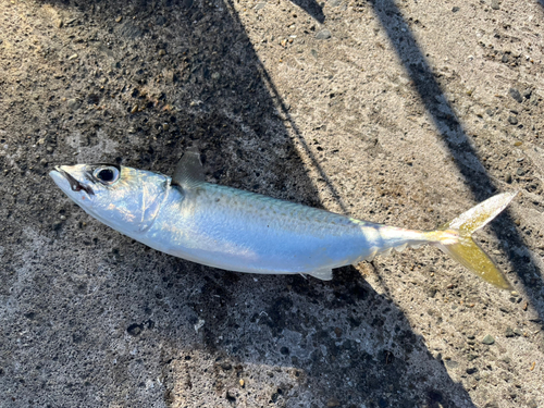 サバの釣果