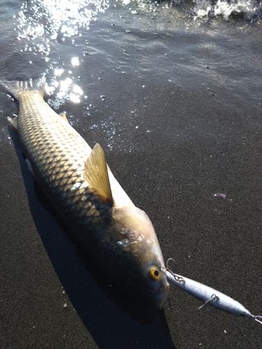 ボラの釣果