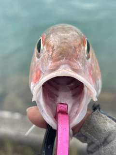 ミナミヒメジの釣果