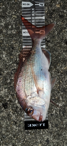 マダイの釣果