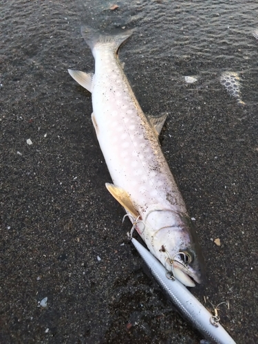 アメマスの釣果