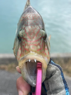 ミツバモチノウオの釣果