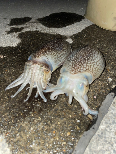 シリヤケイカの釣果