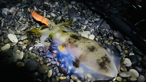 アオリイカの釣果