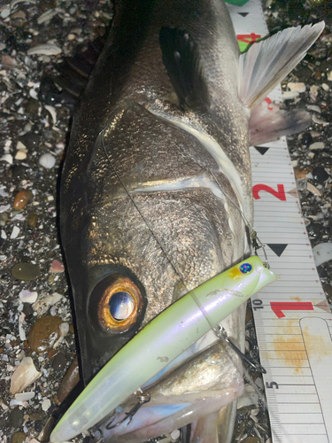 マルスズキの釣果