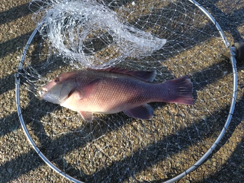 コブダイの釣果