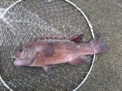 コブダイの釣果