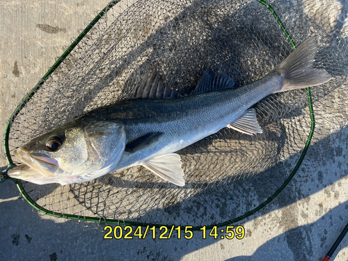 スズキの釣果