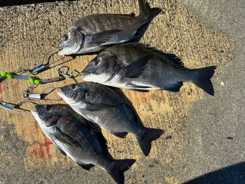 クロダイの釣果