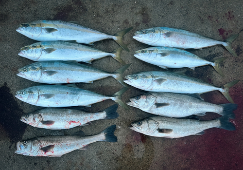 ブリの釣果